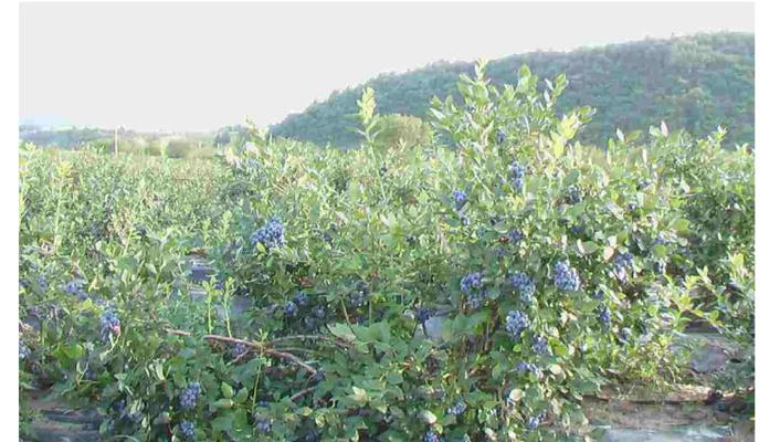 广西适合种植蓝莓吗？种植蓝莓需要注意什么？