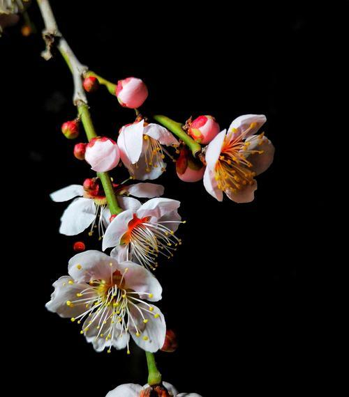 梅花花语是什么意思？梅花的象征意义有哪些？