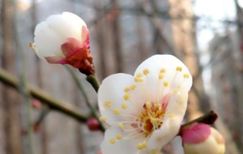 梅花花语是什么意思？梅花的象征意义有哪些？