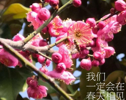 梅花花语是什么意思？梅花的象征意义有哪些？