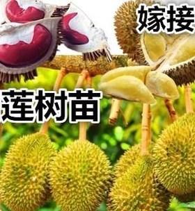 广西可以种榴莲树吗？种植条件和注意事项是什么？