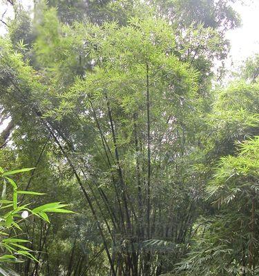 广西适合种植山竹吗？种植山竹需要注意什么？