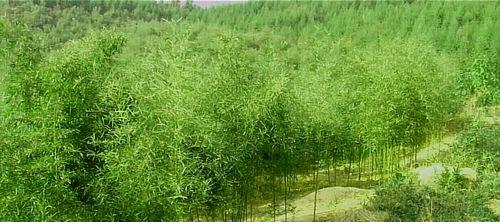 广西适合种植山竹吗？种植山竹需要注意什么？