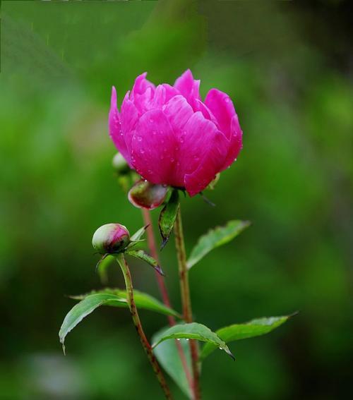 广西种植芍药花的条件是什么？需要注意哪些问题？