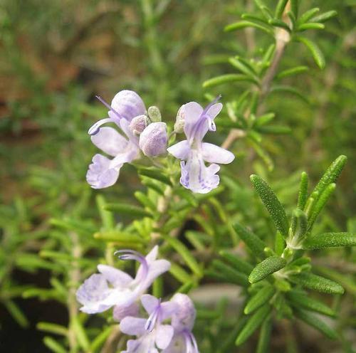 迷迭香花语是什么？迷迭香的传说有哪些？