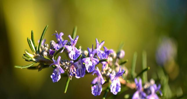 迷迭香花语是什么？迷迭香的传说有哪些？