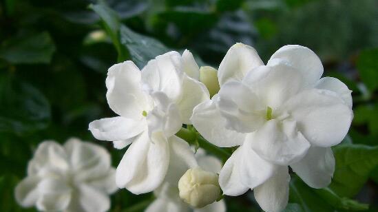 茉莉花花语代表什么？如何正确解读茉莉花的含义？