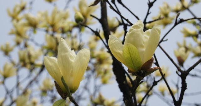 广玉兰是哪个市的市花？哪个城市以广玉兰为市花？