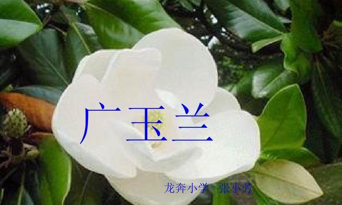 广玉兰的花序类型是什么？属于柔荑花序吗？