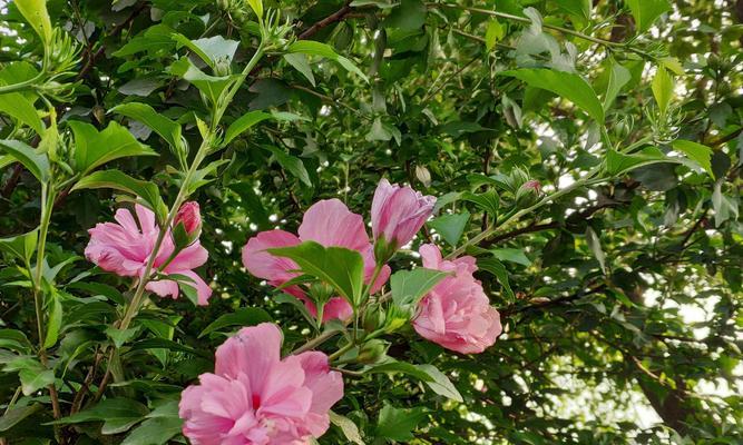 木槿花象征着什么？木槿花的花语有哪些含义？