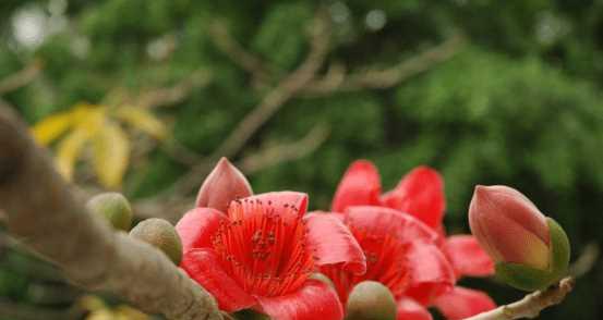 木棉花的花语是什么？如何表达爱与勇气？