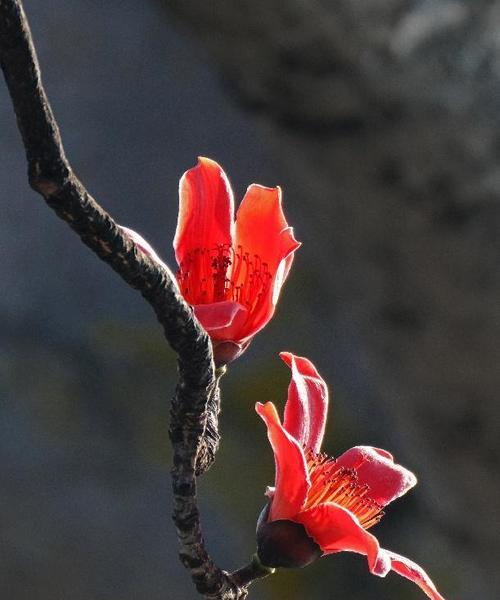 木棉花代表什么？木棉花的象征意义有哪些？