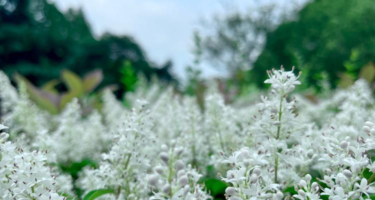 女贞花的花语是什么？了解女贞花的象征意义和用途？