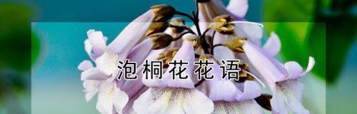 泡桐花的花语和寓意是什么？如何解读泡桐花的深层含义？