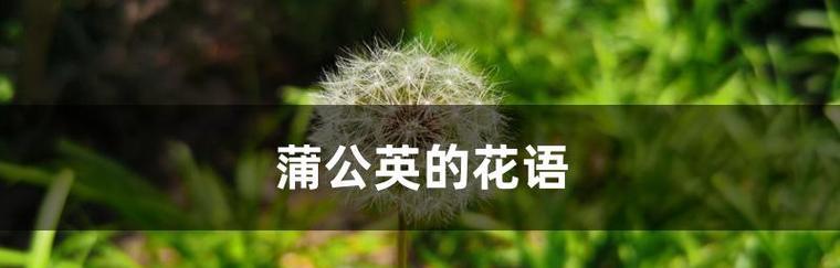 蒲公英在爱情中象征着什么？如何解读其寓意？