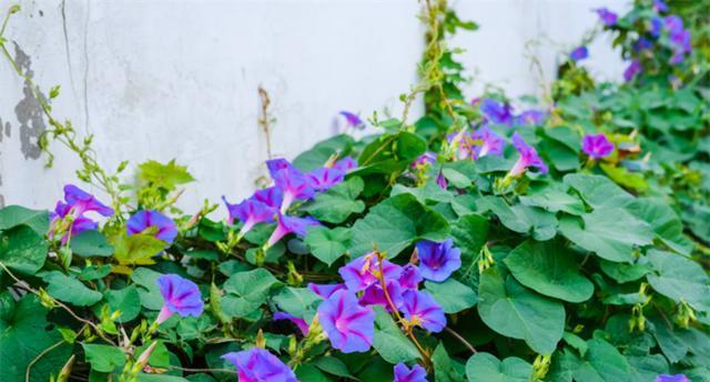 牵牛花的花语是什么？如何用牵牛花表达情感？