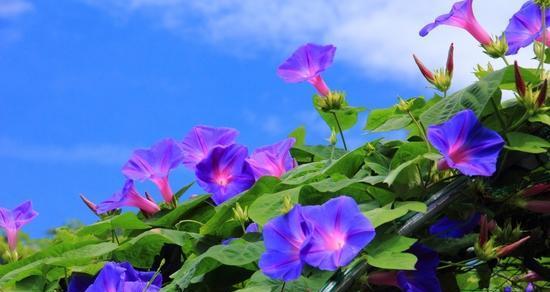 牵牛花花语什么意思？如何解读牵牛花的象征意义？