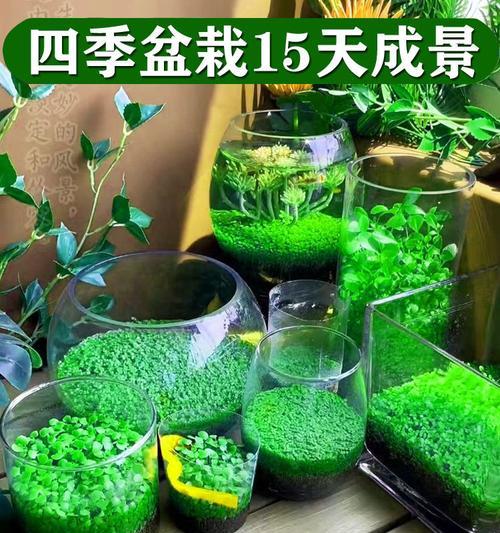 龟缸适合种什么植物？哪些植物对乌龟有益？