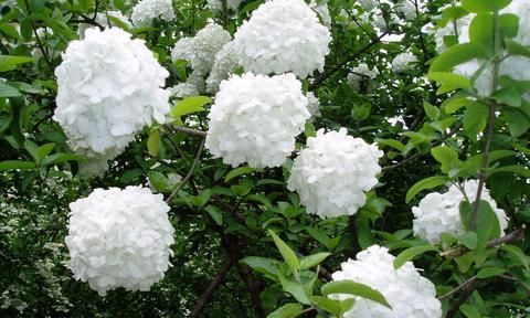 琼花花语是什么意思？琼花的象征意义有哪些？