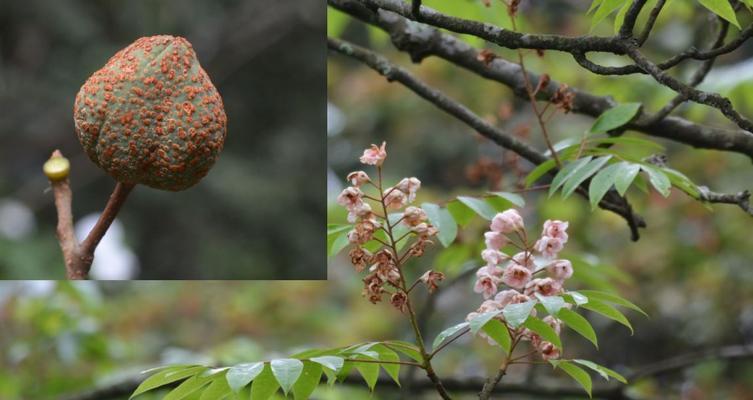 鬼柳树是国家保护植物吗？它的保护级别是什么？