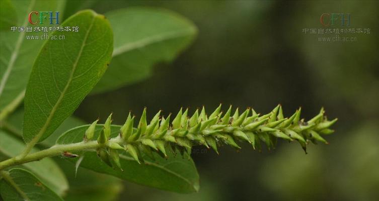 鬼招手是什么树属于杨柳科植物？它的特点和用途有哪些？