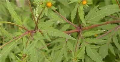 鬼针草属于一年生植物还是多年生植物？如何区分？