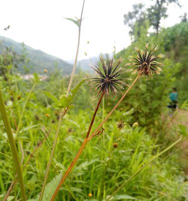 鬼针草在农村的别名是什么？常见问题解答