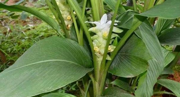 鬼子姜是什么植物？它的特点和用途有哪些？