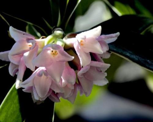 瑞香花花语是什么？了解瑞香花的象征意义和文化背景？