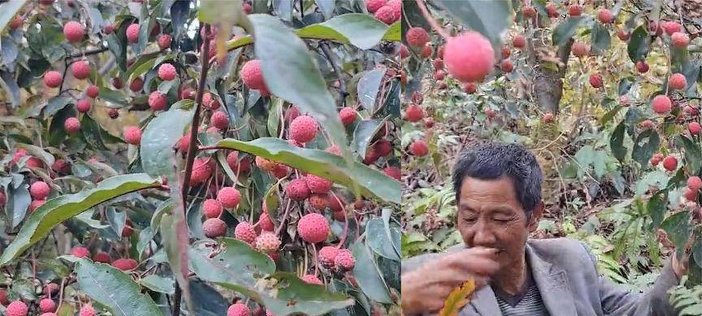 贵州种植荔枝树的可行性及成活率分析？