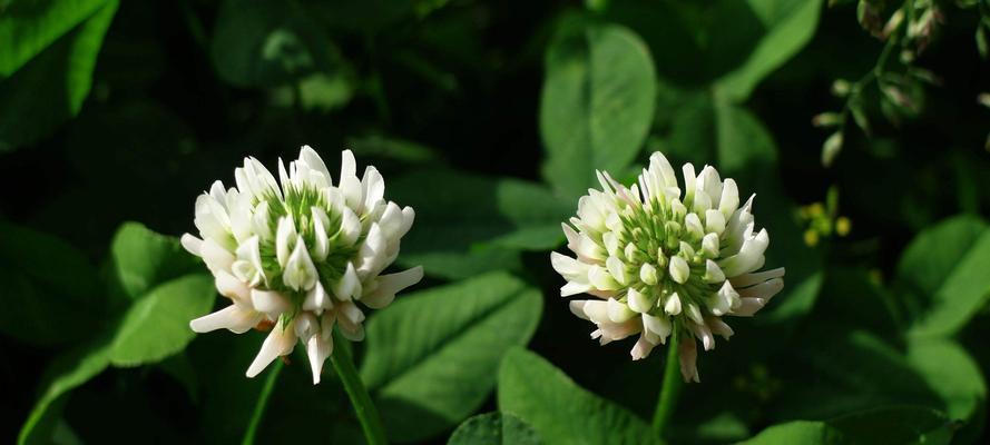 三轮草花语是什么？如何正确解读三轮草的花语含义？