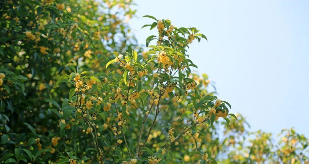 桂花主要产地有哪些？如何辨别不同产地的桂花品质？