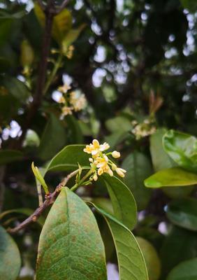 桂花春天会开花吗？如何正确养护以促进花期？