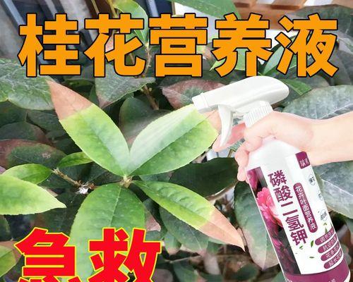 桂花冬天掉叶子是正常现象吗？如何处理？