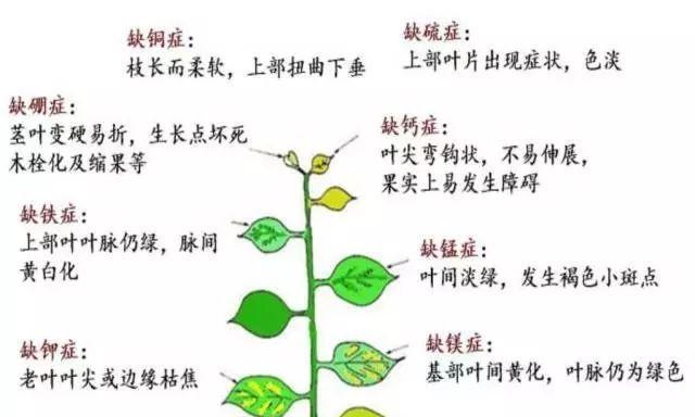 桂花干枝是什么原因造成的？如何有效处理桂花干枝问题？