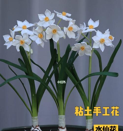 秋水仙花花语是什么？山水仙花与秋水仙花语有何不同？