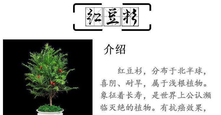 红豆花怎么醒花？快速唤醒花朵的秘诀是什么？