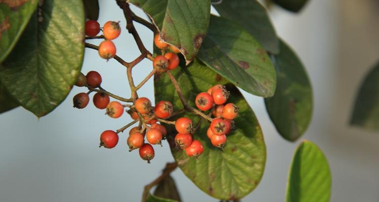 红豆种植几年才开花结果？实种时间需要多久？