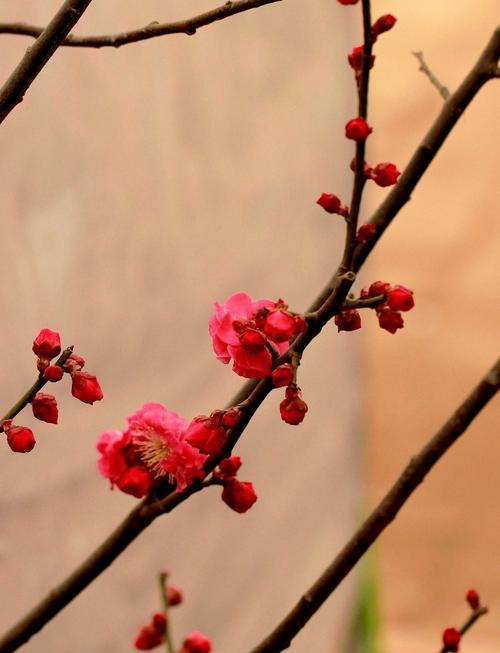 红豆山花浇水方法是什么？多久浇一次水合适？