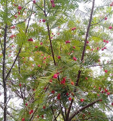 红豆杉开花结果需要几年？常见问题解答？