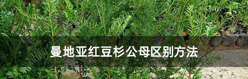 红豆杉树的功效与作用是什么？如何利用红豆杉树进行健康养生？