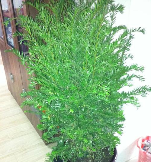 红豆杉喜水吗？它属于喜水植物吗？