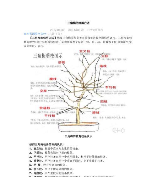 红豆杉修剪方法有哪些？如何正确修剪红豆杉？