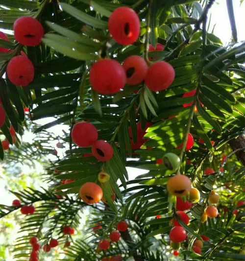 红豆杉种子可以直接种植吗？种植红豆杉种子的正确方法是什么？