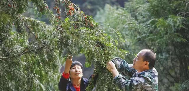 红豆种植间距是多少？如何正确安排种植密度？