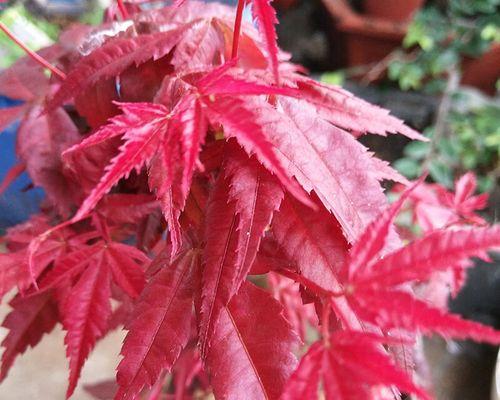 红枫开花吗？红枫开花的样子是怎样的？