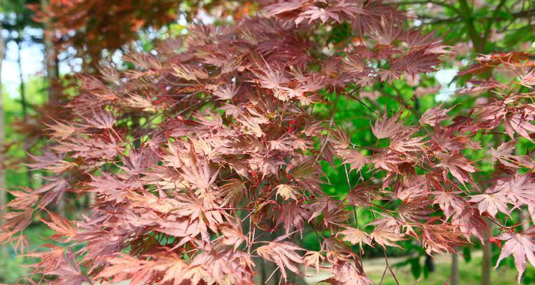 红枫树喜阴还是喜阳？如何正确种植与养护？