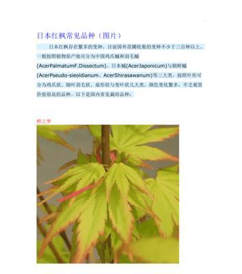 红枫树喜阴还是喜阳？如何正确种植与养护？