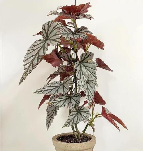 红枫是喜阳植物还是喜阴植物？它真的耐阴吗？