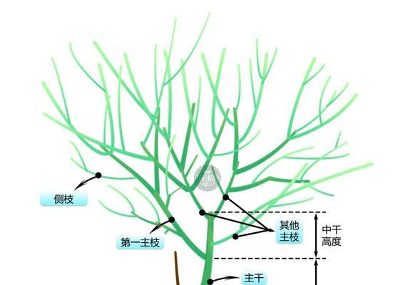 红枫繁殖方法有哪些？嫁接、播种、扦插哪种更适合？